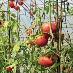 OUTIROR Serre à Tomates Avec Arceaux Et Filet De Protection - Longueur 1,80 Mètres 6 OUTIROR Serre à Tomates Avec Arceaux Et Filet De Protection - Longueur 1,80 Mètres -France Serre de jardin Soldes 2022 30491607 2