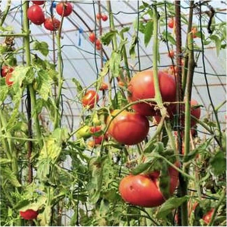 OUTIROR Serre à Tomates Avec Arceaux Et Filet De Protection - Longueur 1,80 Mètres 4 OUTIROR Serre à Tomates Avec Arceaux Et Filet De Protection - Longueur 1,80 Mètres – Image 2